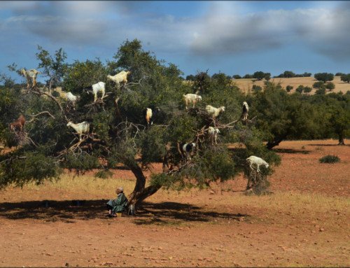 Marocco
