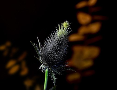 natura