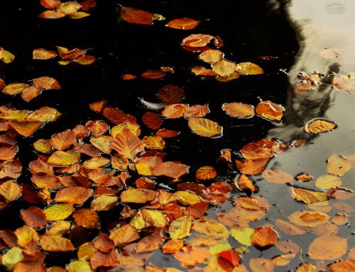 Texture autunnale