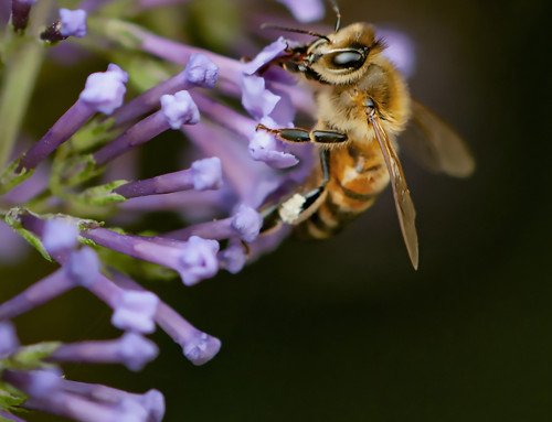 Macro4