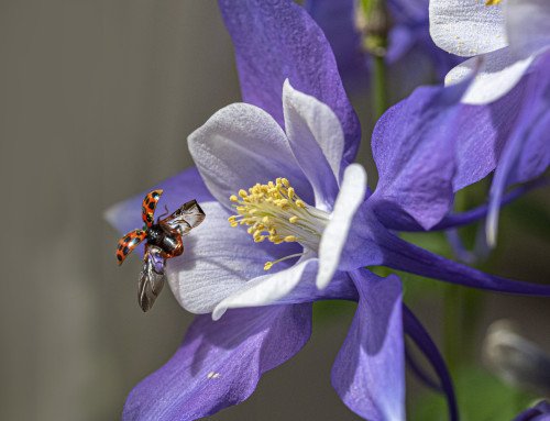 Macro