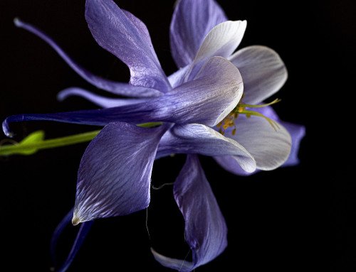Macro 2