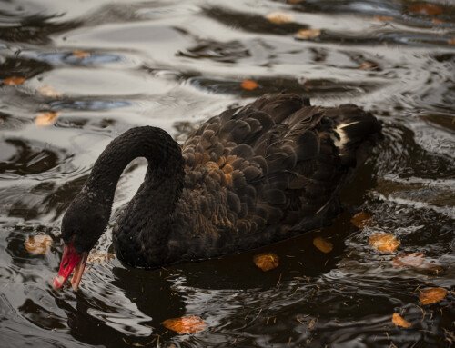 Cigno nero